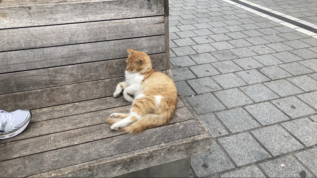 Benno, a cat found on Chonk Finder