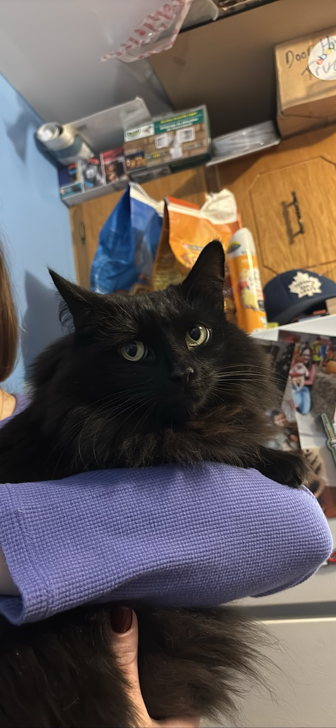 Moon, a cat found on Chonk Finder