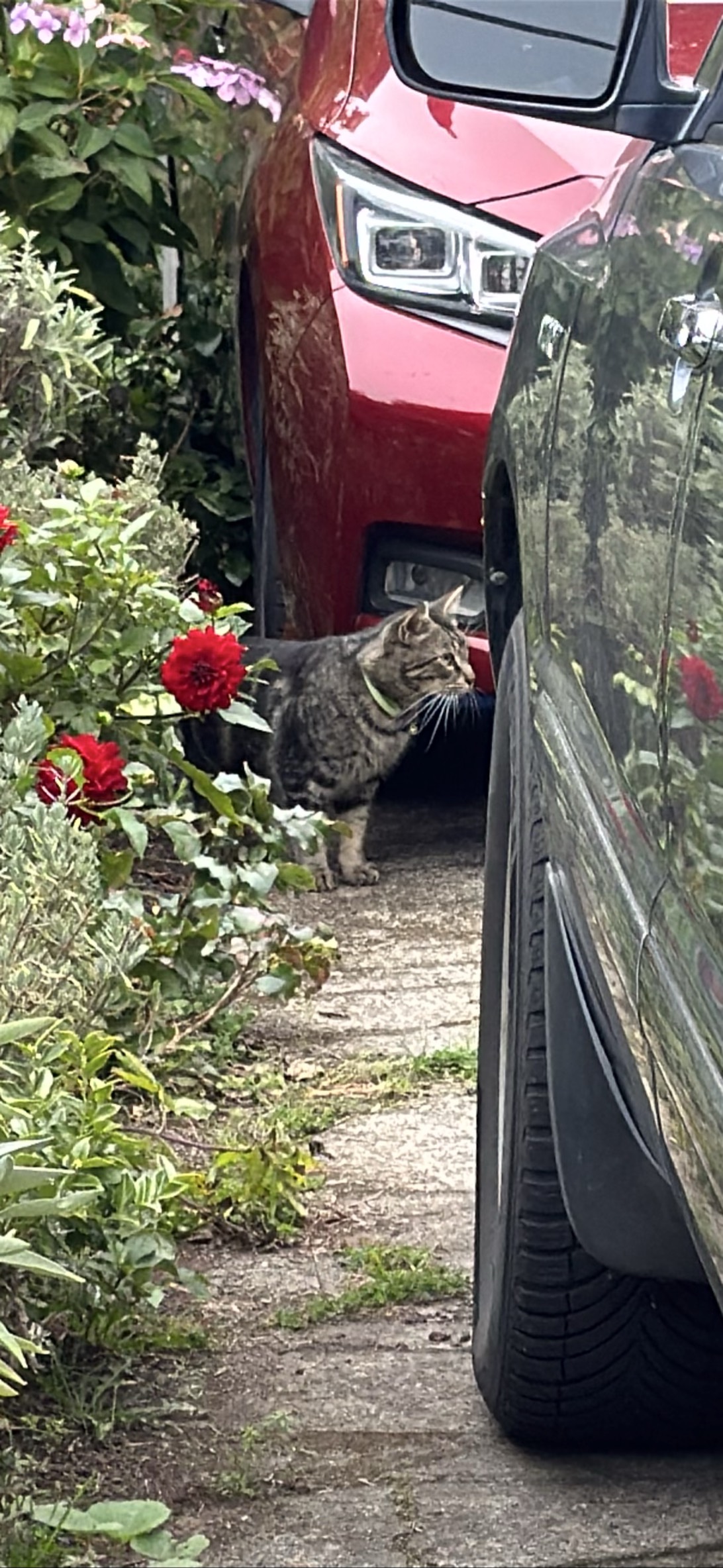Grey Tabby, a cat found on Chonk Finder