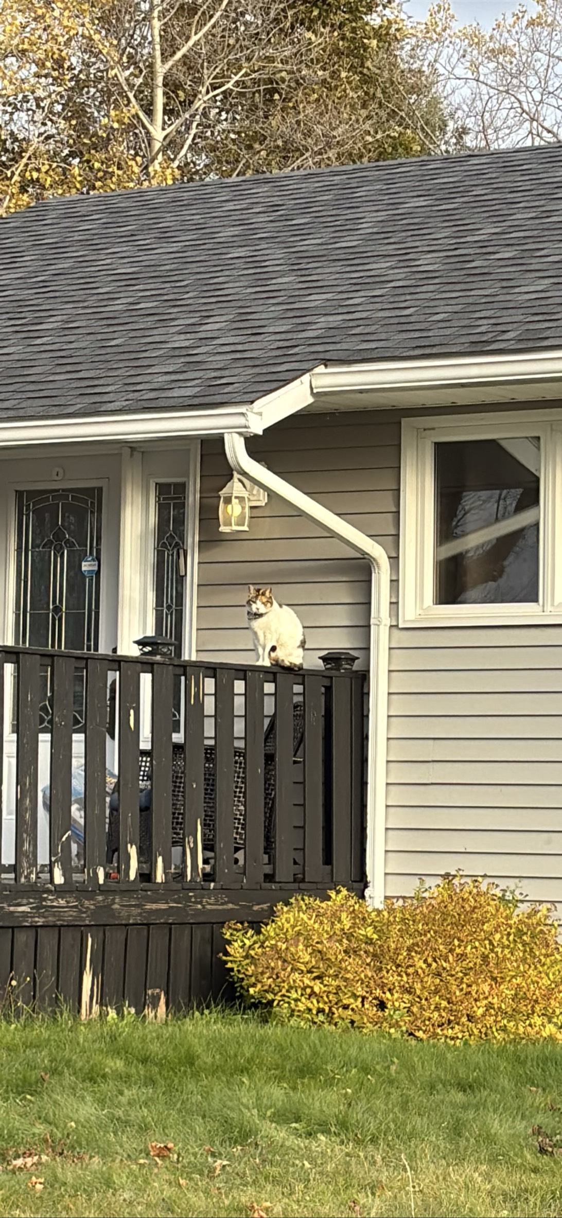 Cowboy (Road Cat), a cat found on Chonk Finder