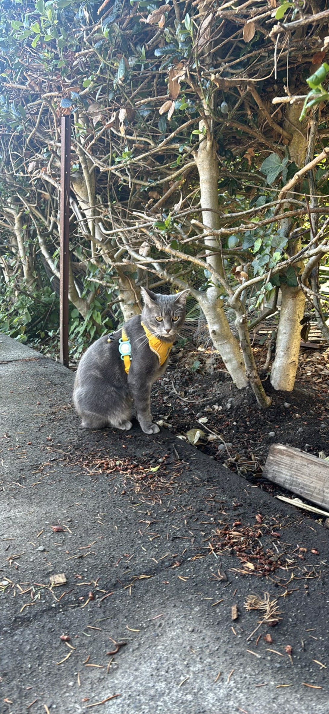 Smoky, a cat found on Chonk Finder