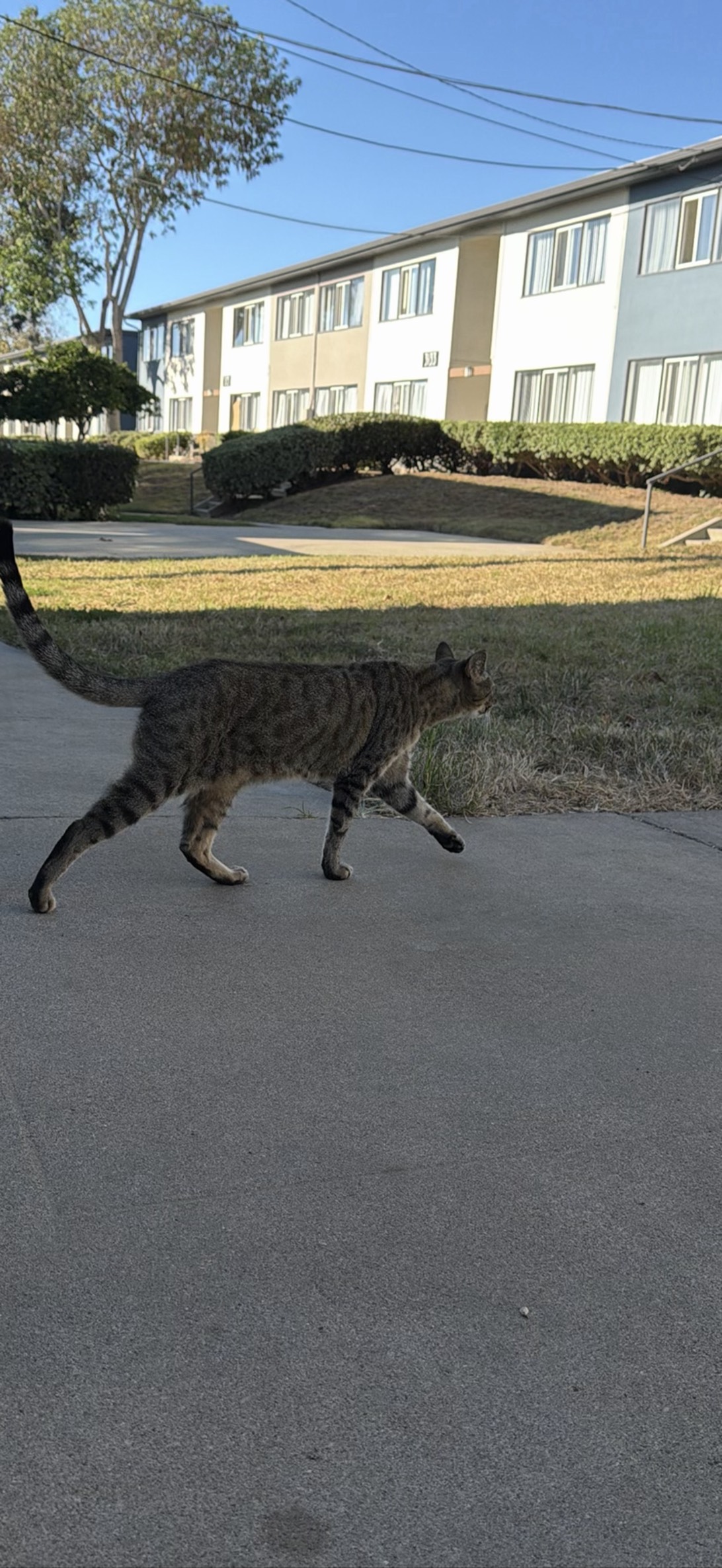 Minou, a cat found on Chonk Finder