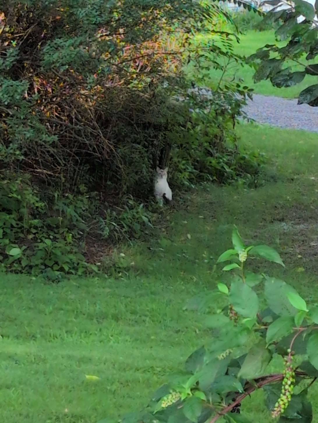 Spirit, a cat found on Chonk Finder