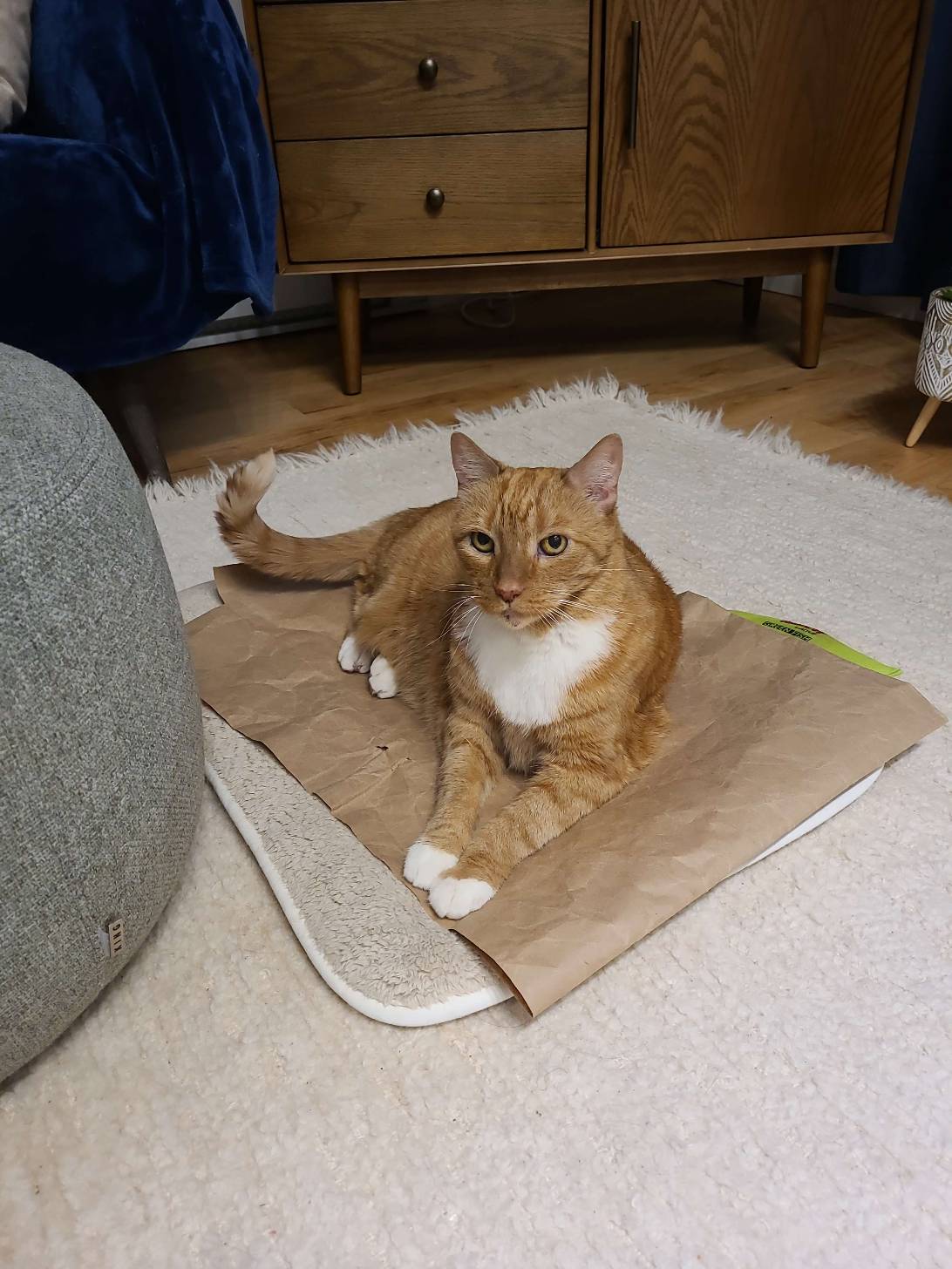 Knute, a cat found on Chonk Finder