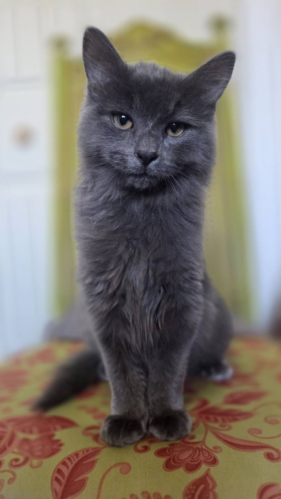 Slate, a cat found on Chonk Finder