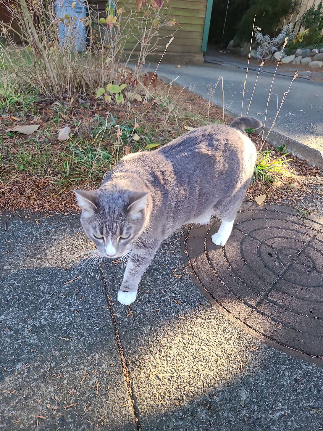 Sweetie, a cat found on Chonk Finder