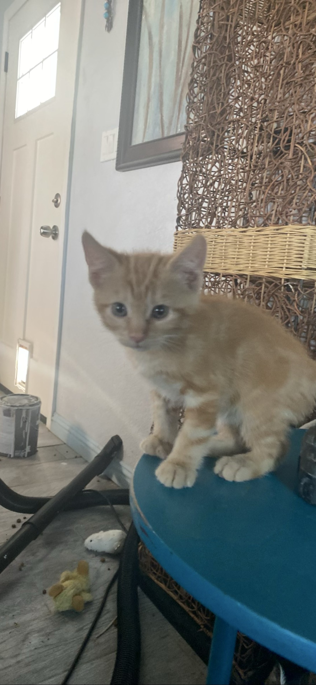 Firecracker, a cat found on Chonk Finder