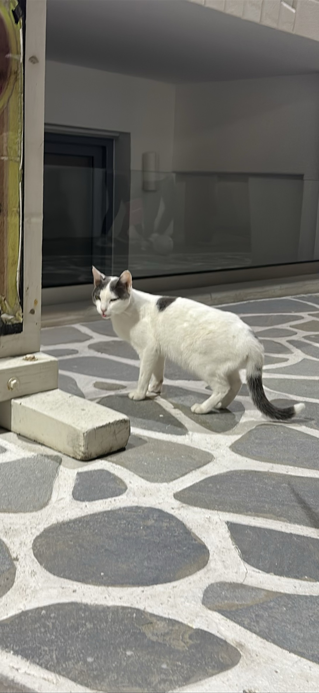 Cosmo, a cat found on Chonk Finder