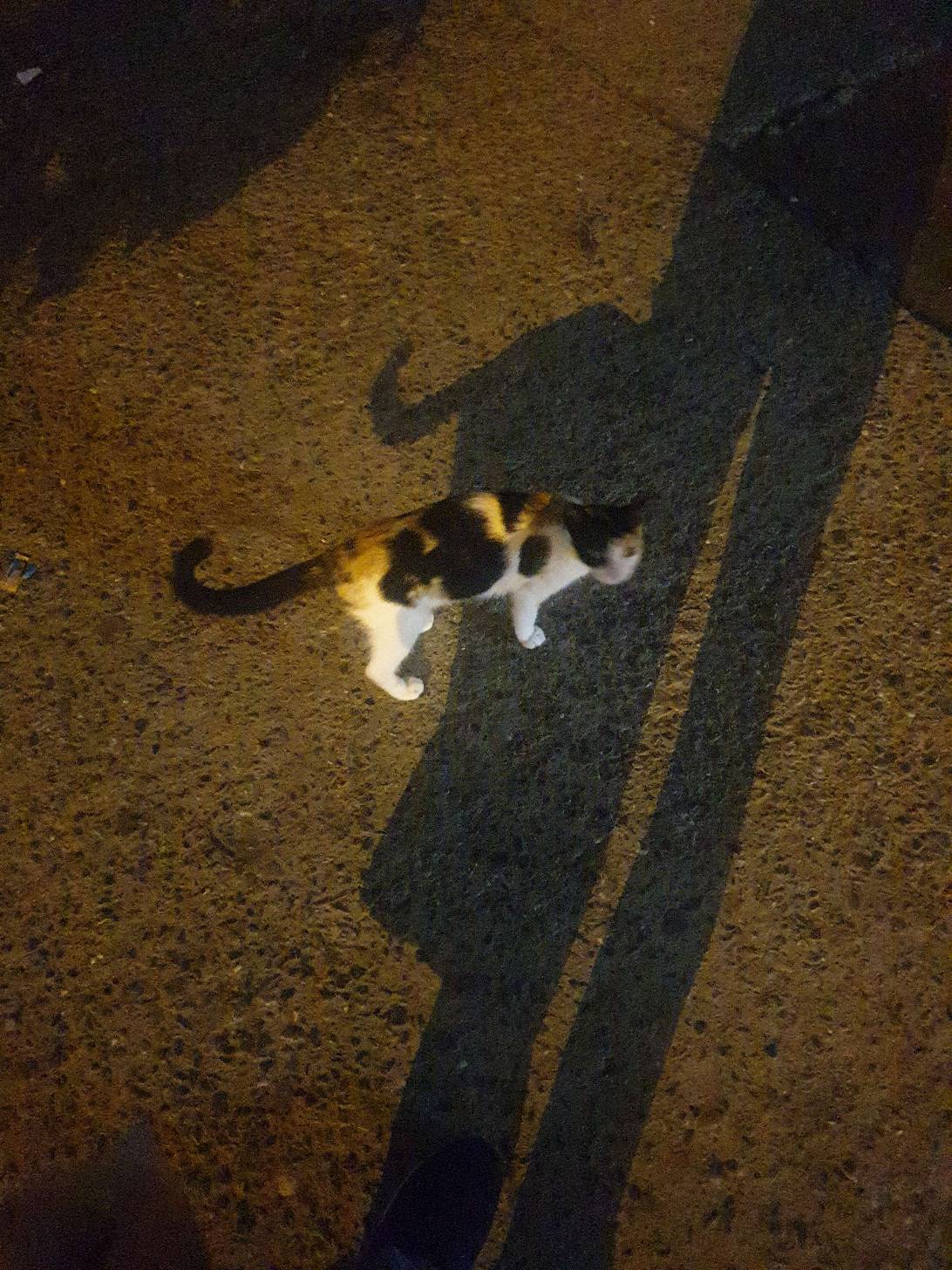 Colorey, a cat found on Chonk Finder