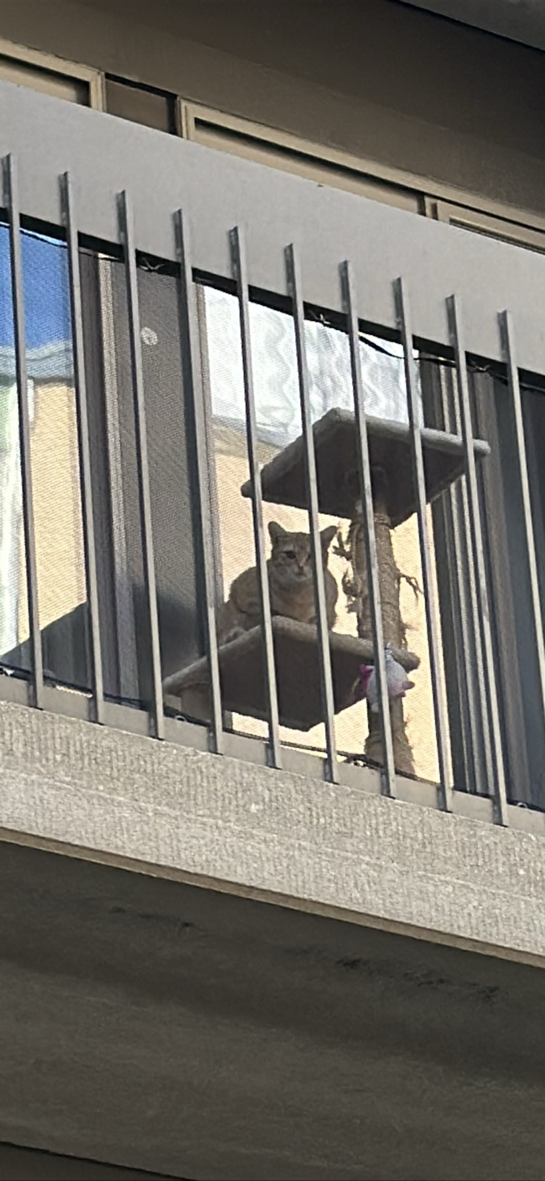 Warden, a cat found on Chonk Finder