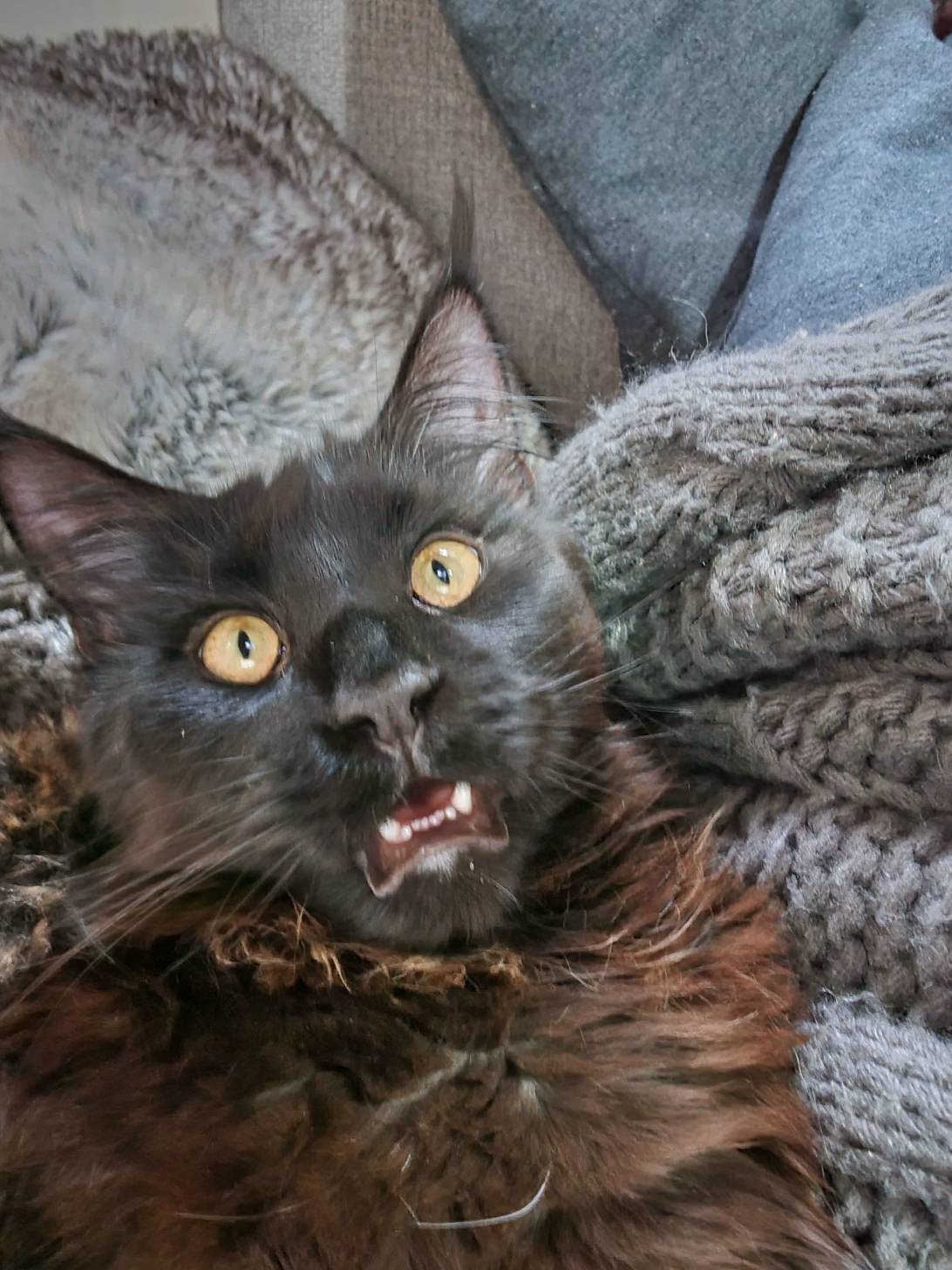 Dio, a cat found on Chonk Finder