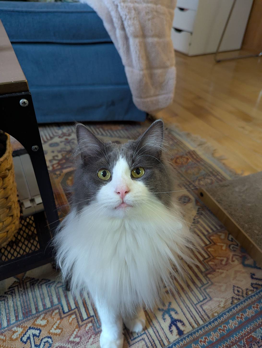 Albert, a cat found on Chonk Finder