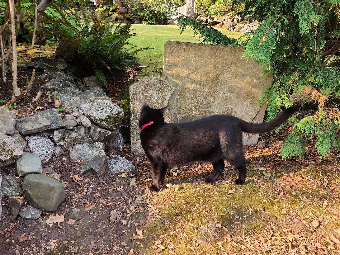 Raven, a cat found on Chonk Finder