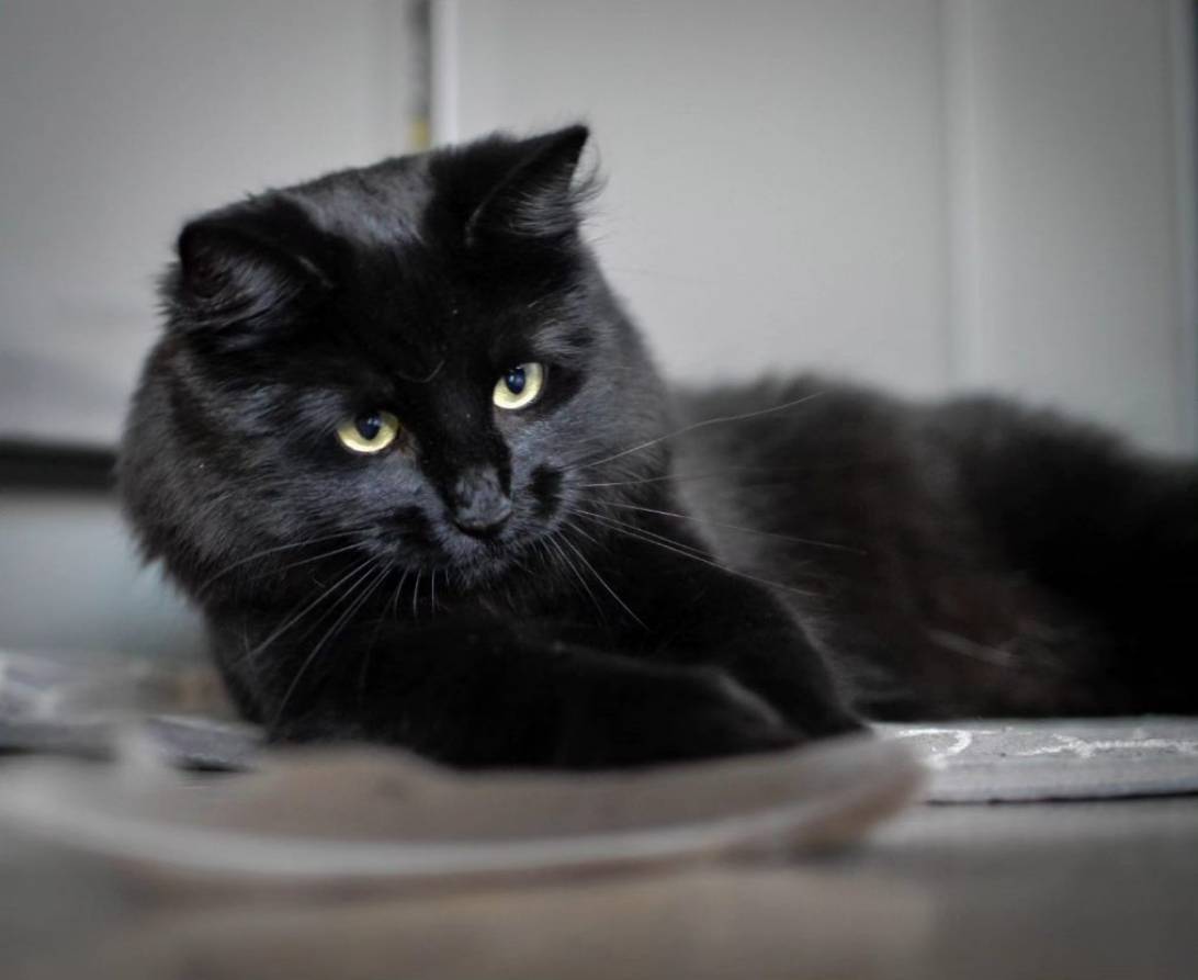 Saorise, a cat found on Chonk Finder