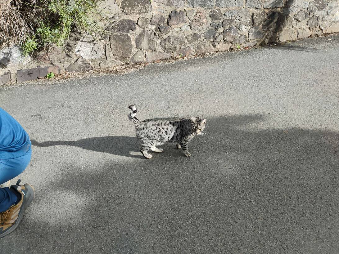 Pebble, a cat found on Chonk Finder
