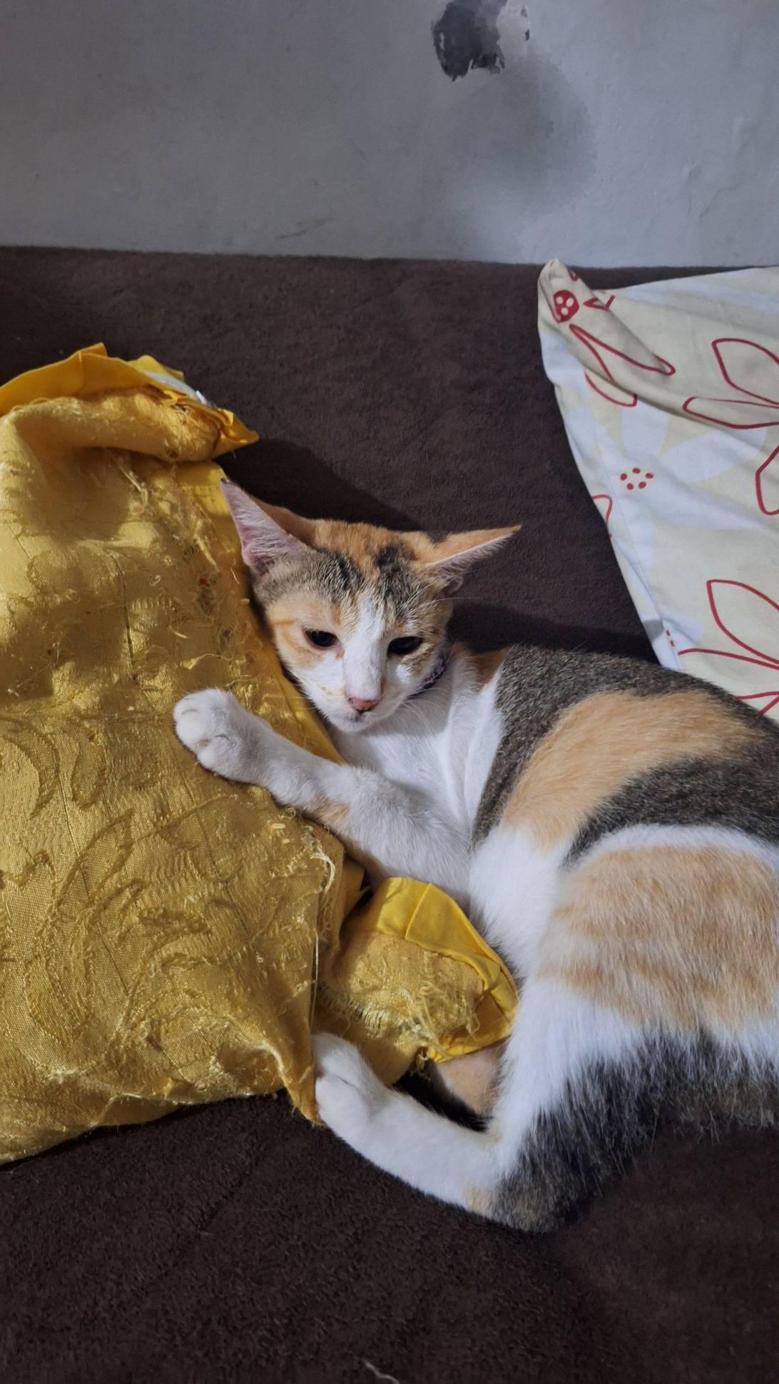 Yuna, a cat found on Chonk Finder