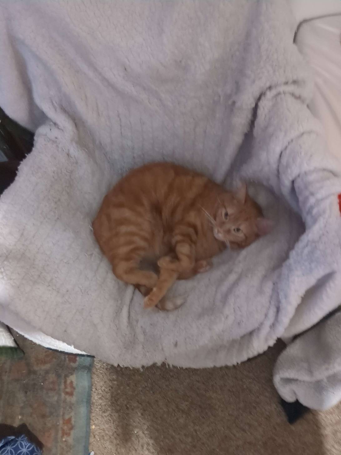 Esme, a cat found on Chonk Finder