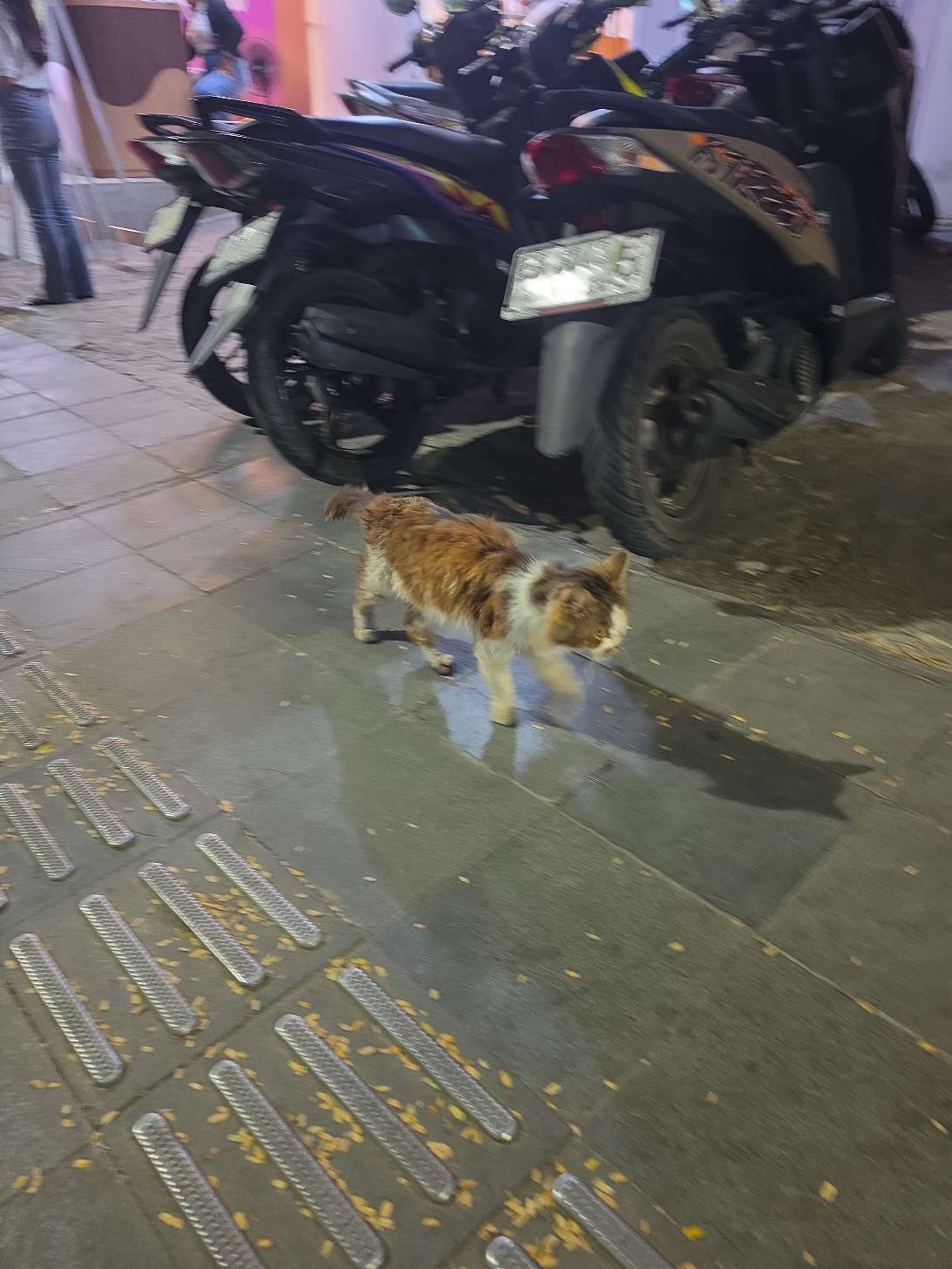 Spennacchiato, a cat found on Chonk Finder
