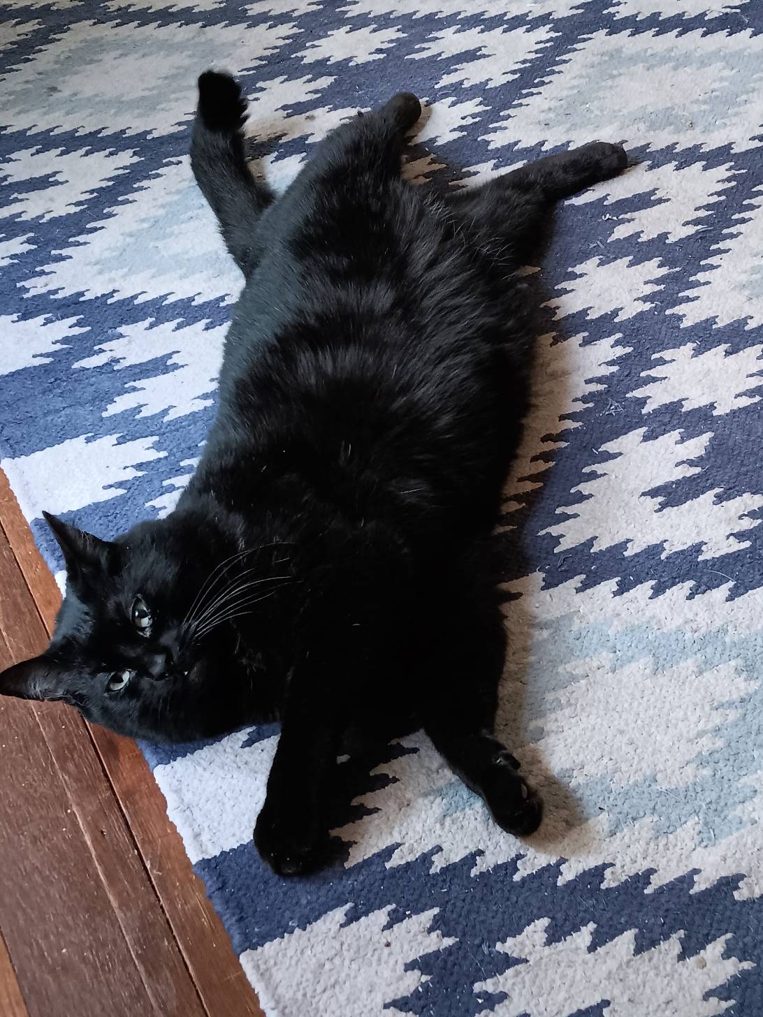 Beauty, a cat found on Chonk Finder