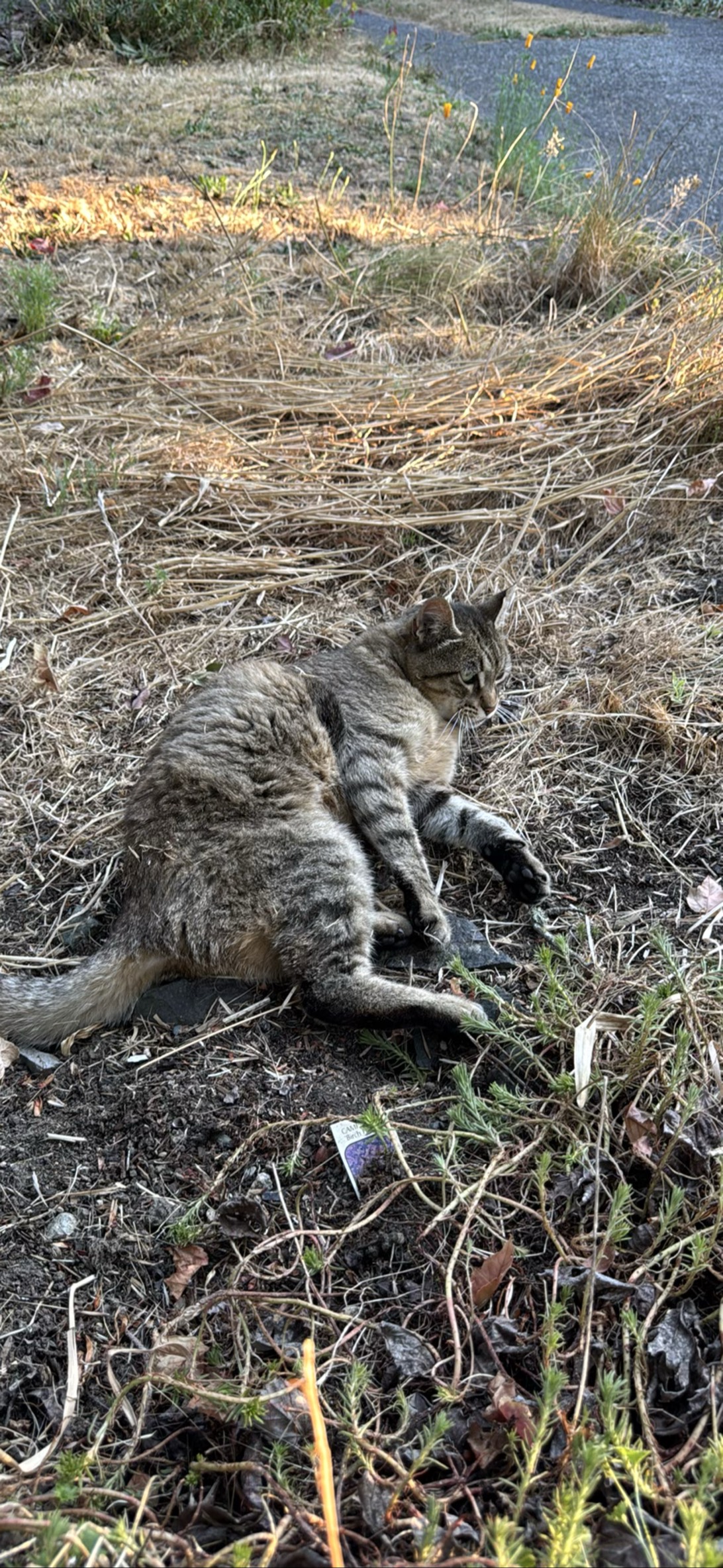Bailin’, a cat found on Chonk Finder