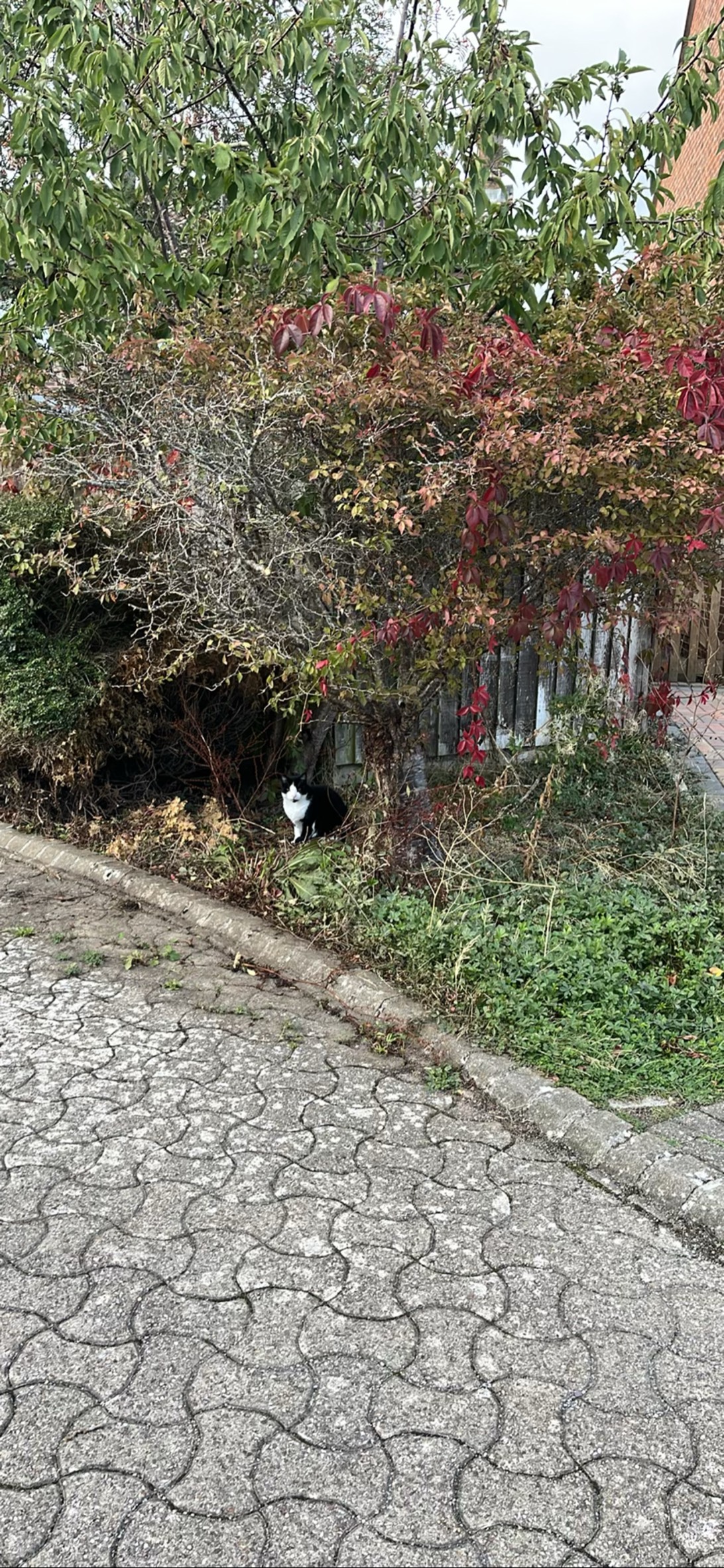 Burrow, a cat found on Chonk Finder