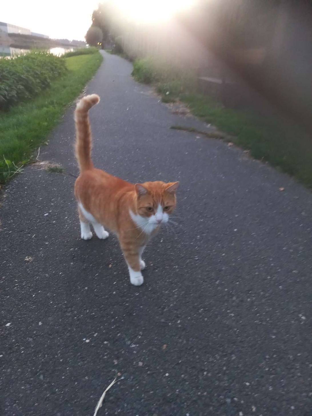 Clive, a cat found on Chonk Finder