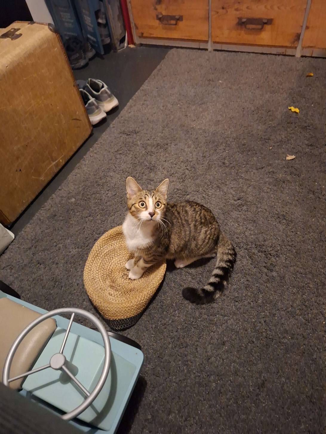 Asmar, a cat found on Chonk Finder