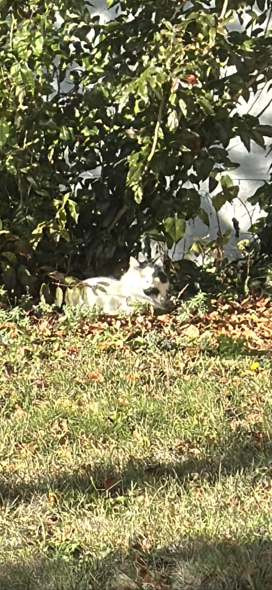 Frosty, a cat found on Chonk Finder