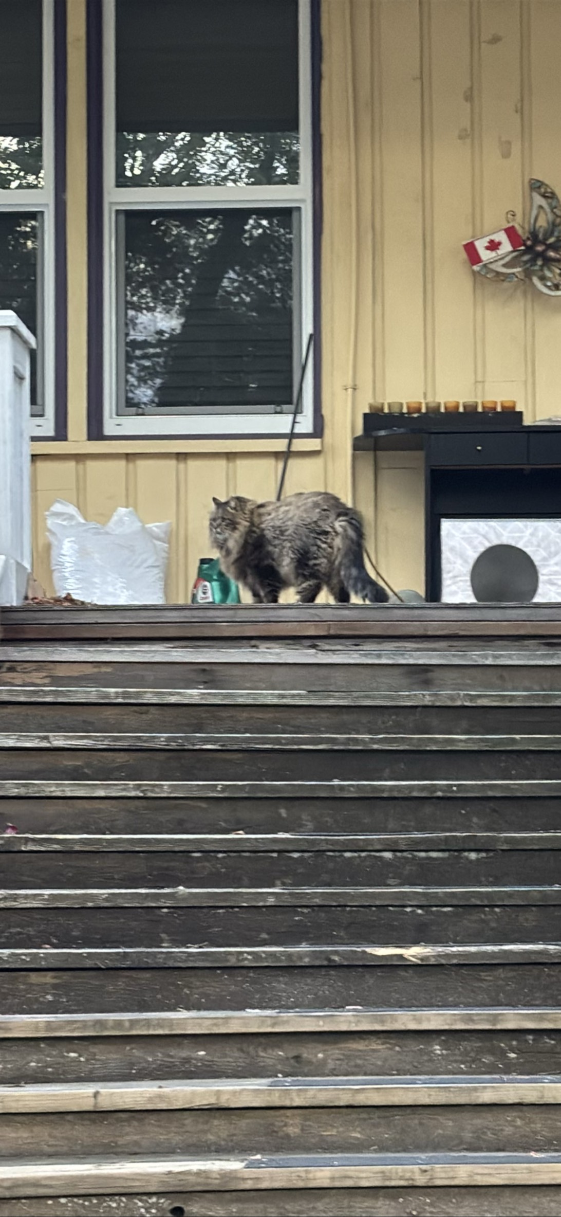 Thiccums, a cat found on Chonk Finder