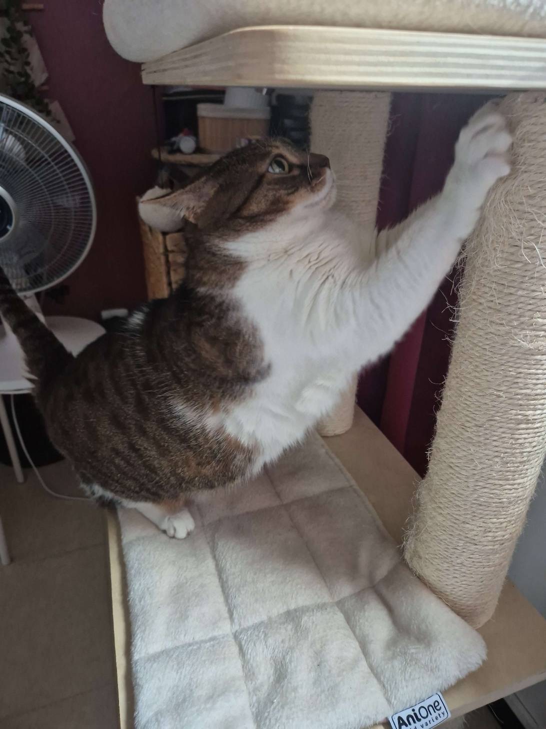 Saria, a cat found on Chonk Finder