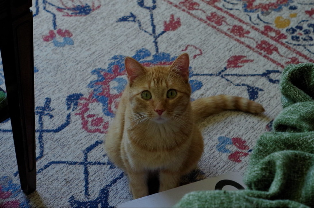 Peach, a cat found on Chonk Finder
