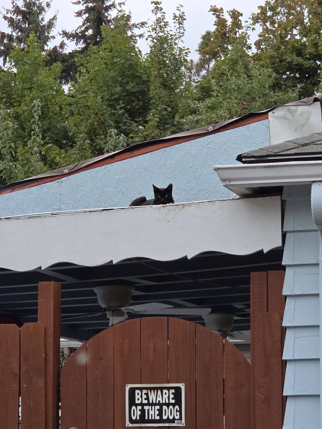 Gargoyle, a cat found on Chonk Finder