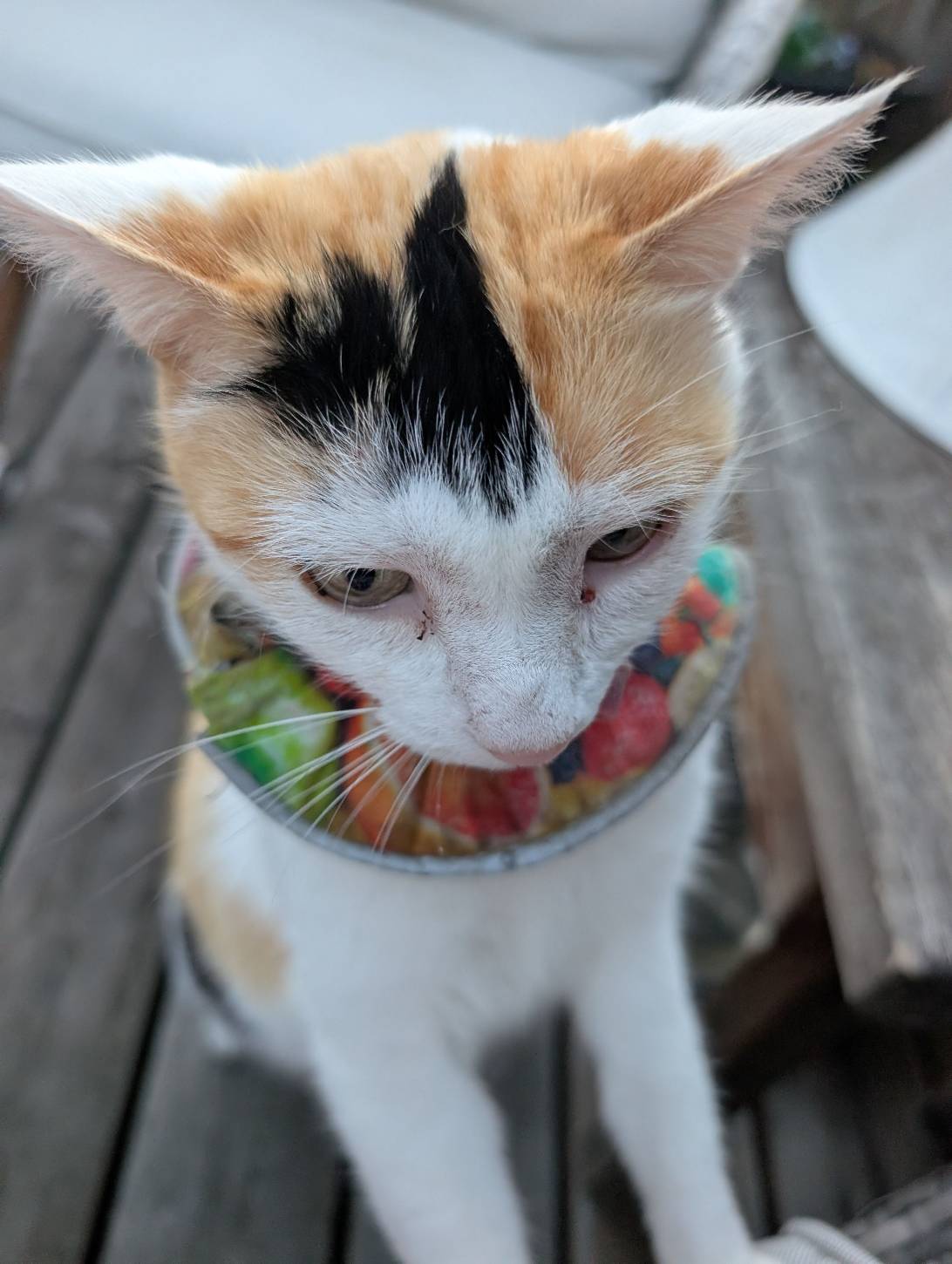 Biscuit, a cat found on Chonk Finder