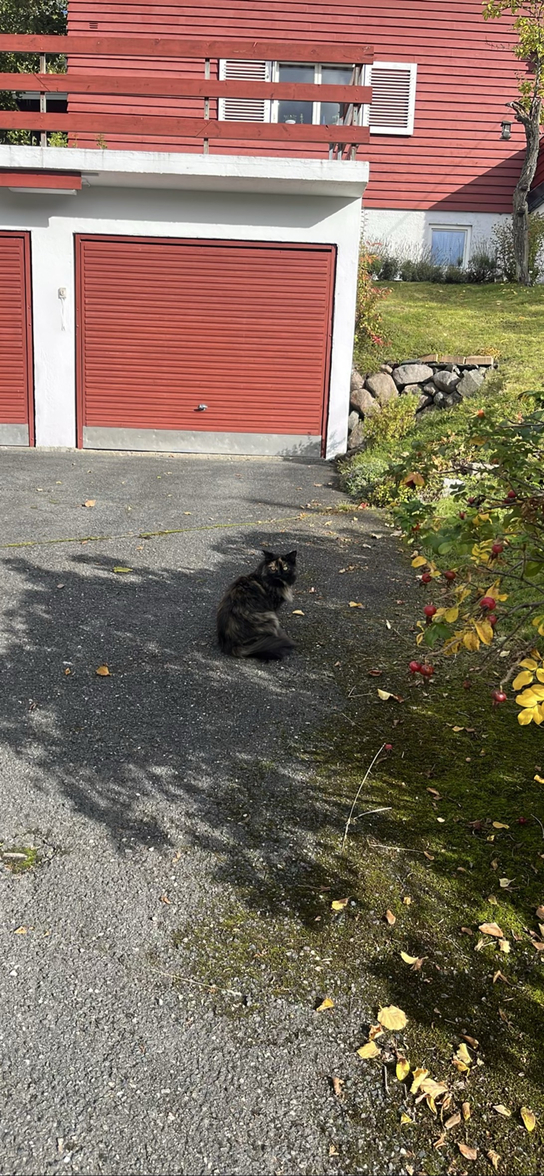 Pusekatt, a cat found on Chonk Finder