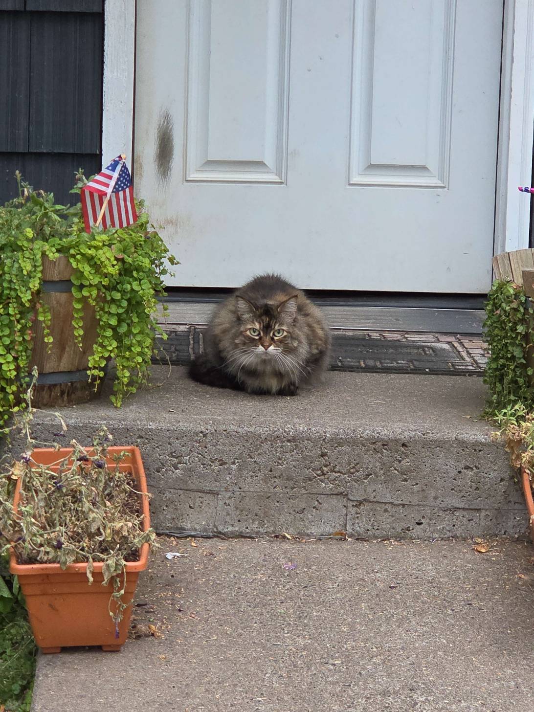 Floofball, a cat found on Chonk Finder