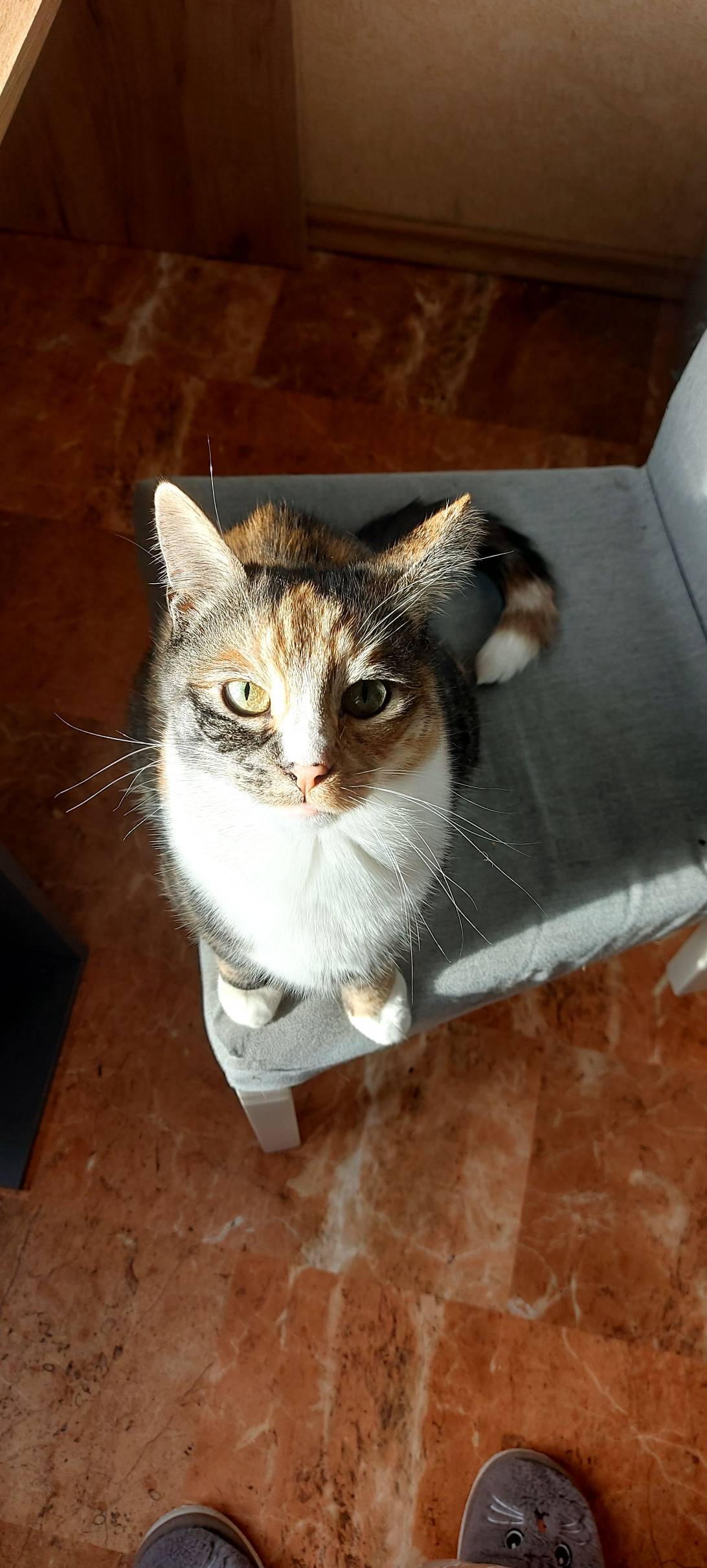 Kaily, a cat found on Chonk Finder
