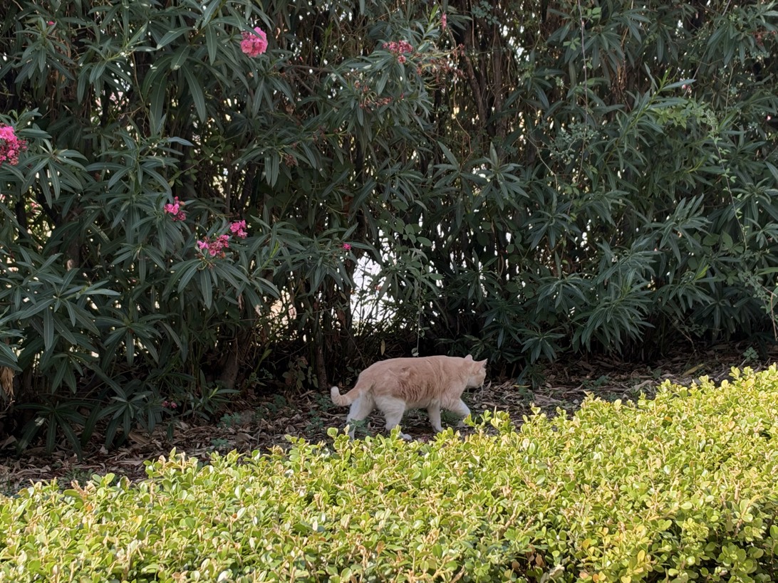 Chonkies, a cat met on Chonk Finder