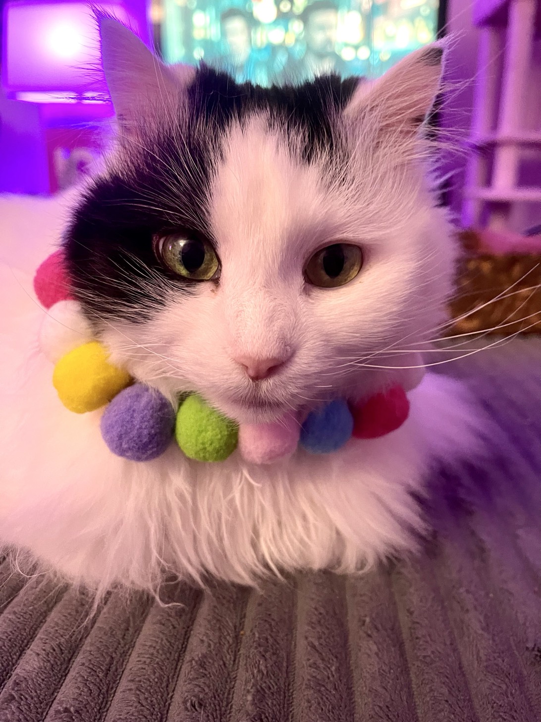 Phoebe, a cat found on Chonk Finder