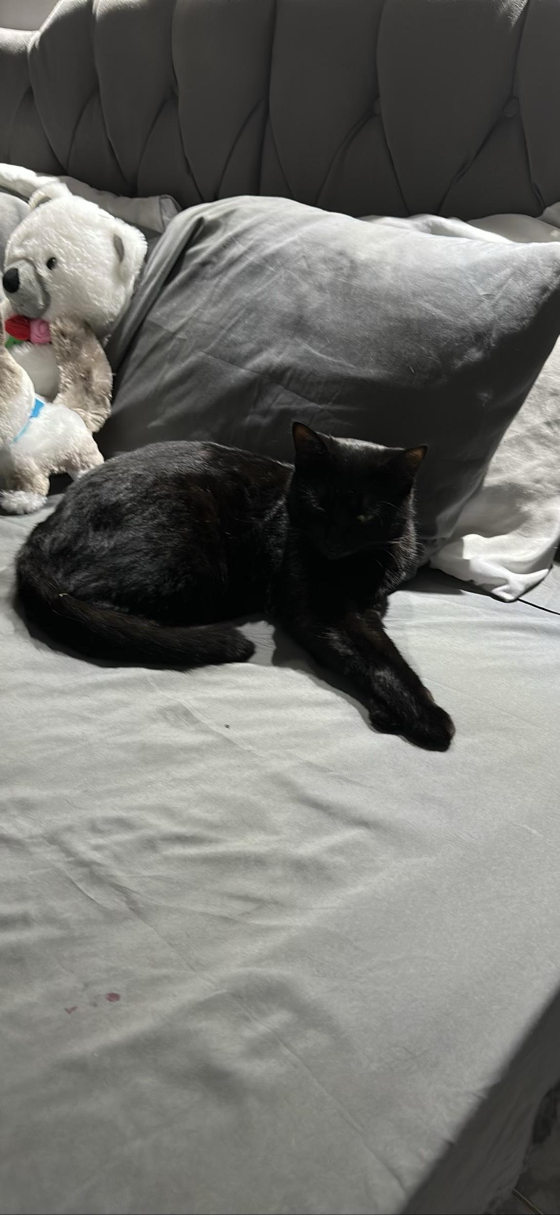 Cinder, Piracicaba