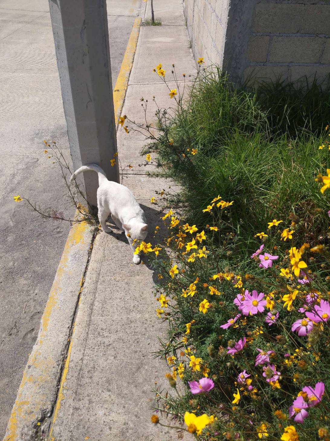 Cosmo, a cat found on Chonk Finder