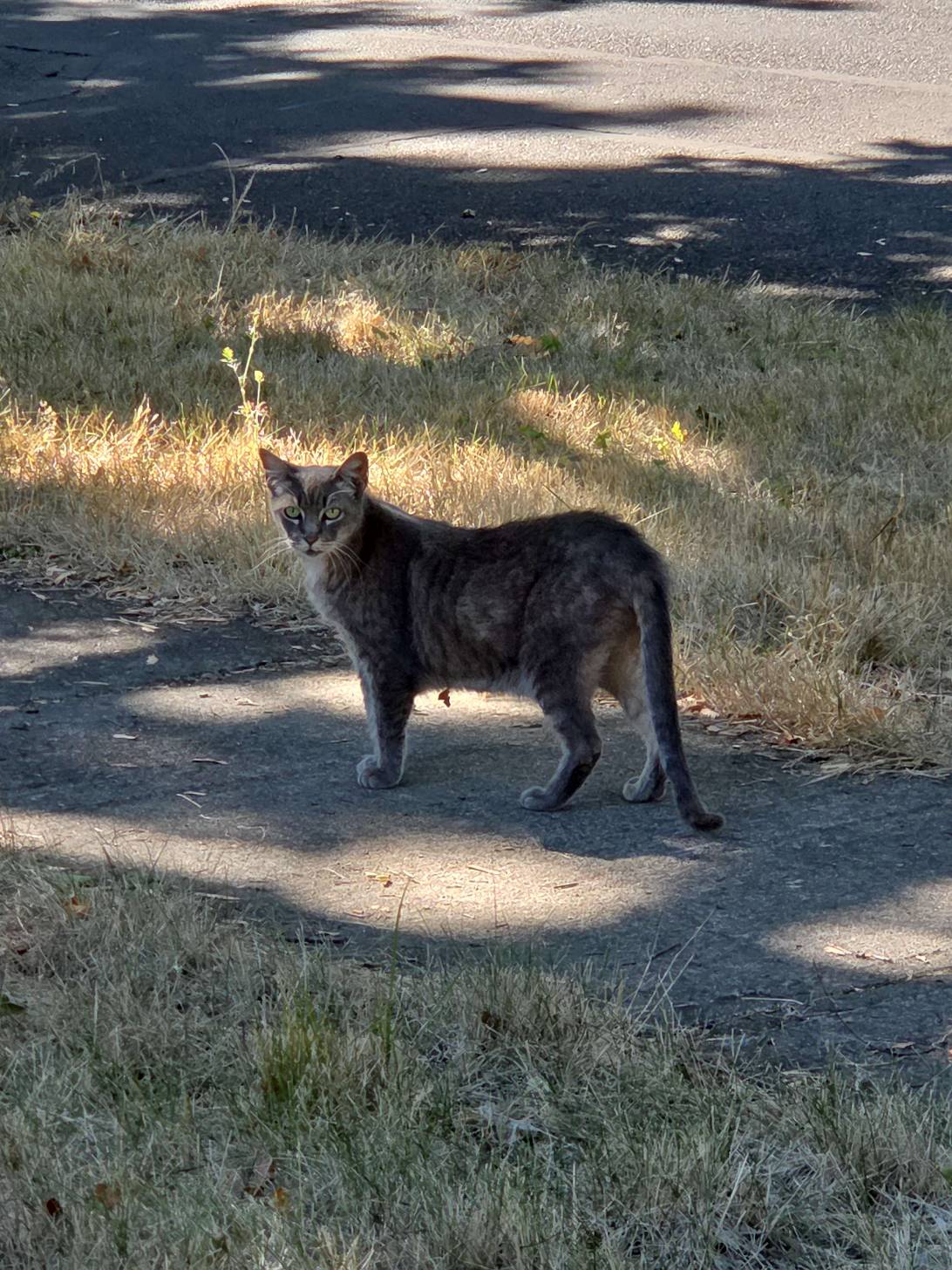 Brutus, a cat found on Chonk Finder