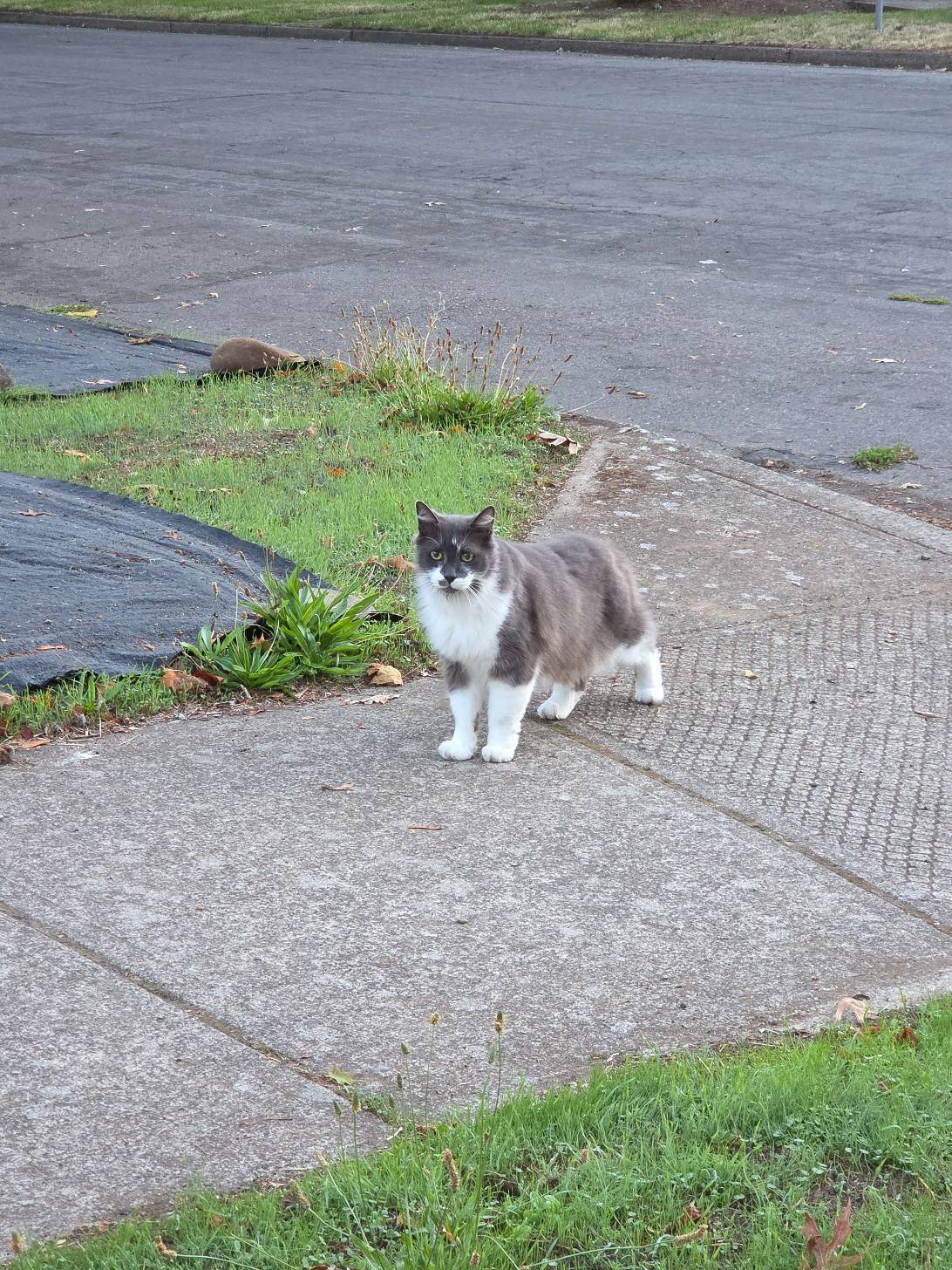 Smoke, a cat found on Chonk Finder