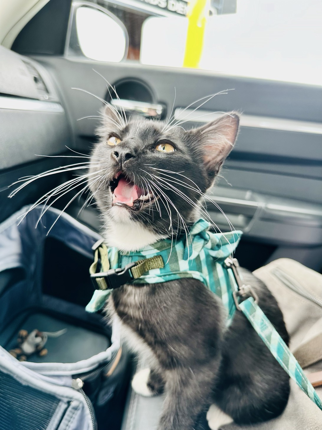 Edgar Allen Poetato, a cat found on Chonk Finder