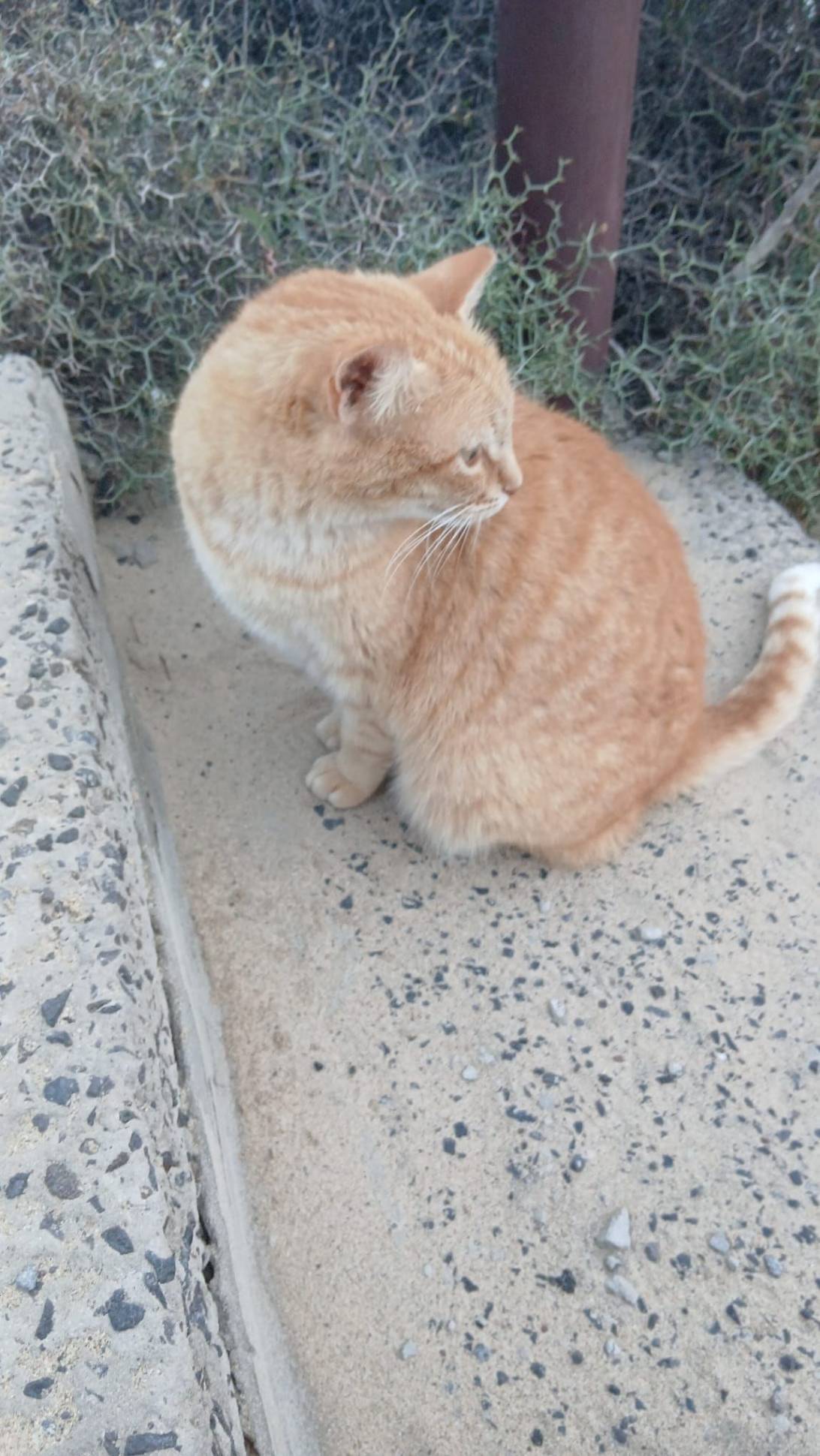 Dne, a cat found on Chonk Finder