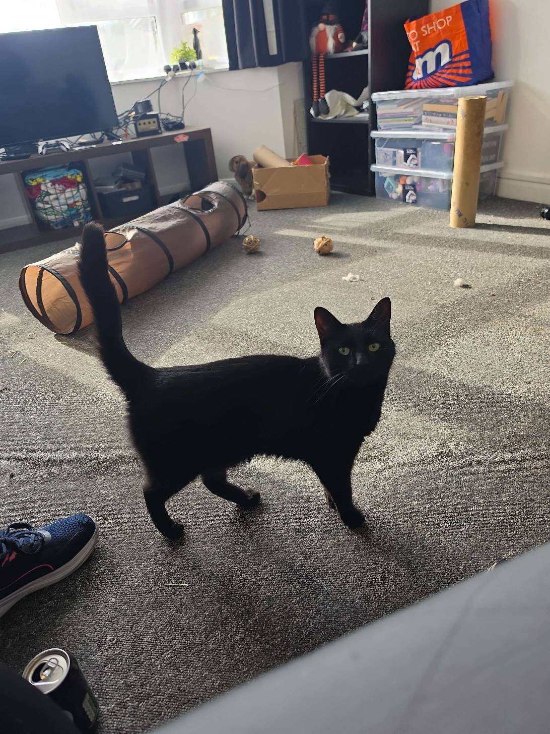 Luna, a cat met on Chonk Finder
