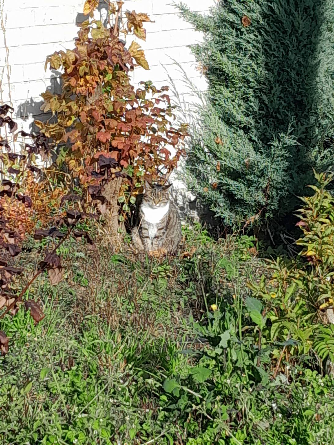 Budiž světlo, a cat found on Chonk Finder