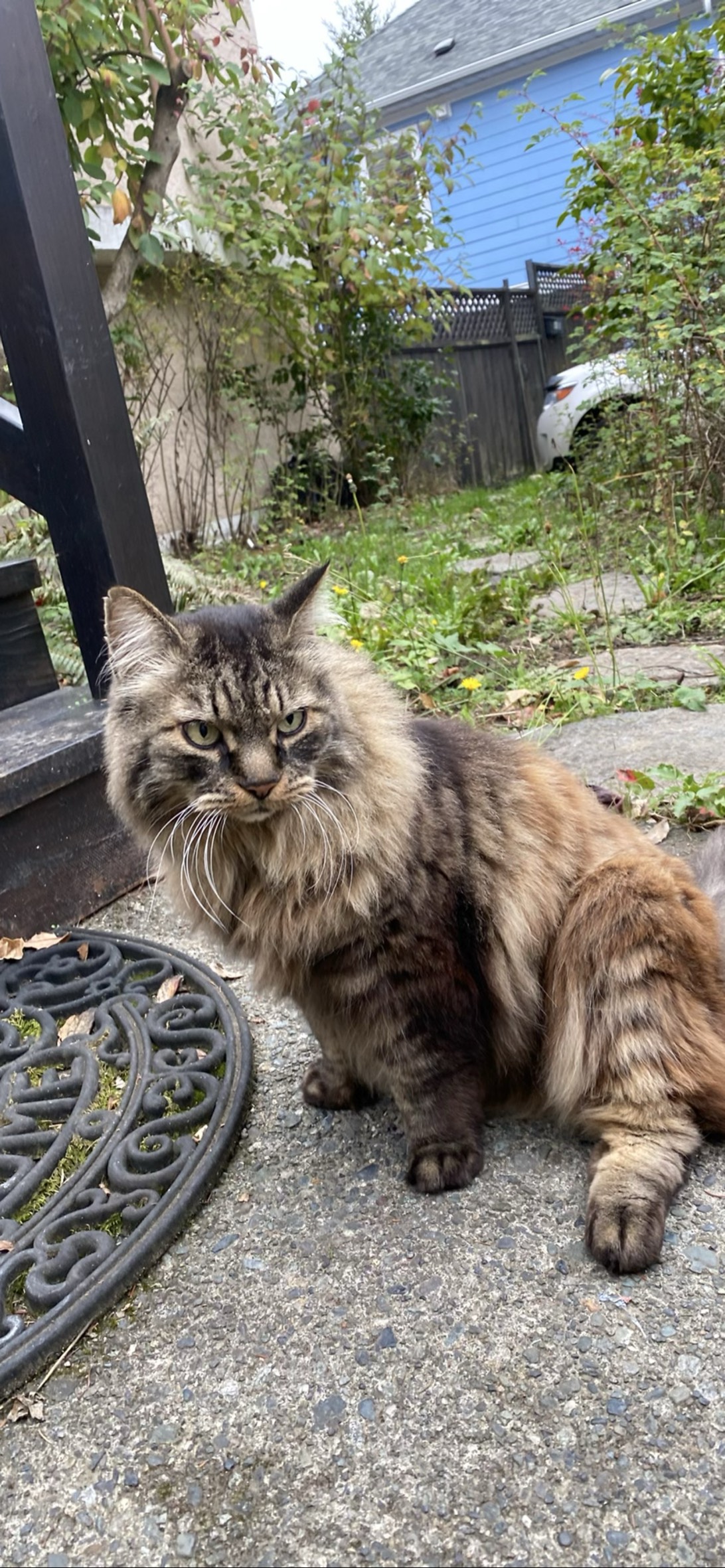 Rosco, a cat found on Chonk Finder