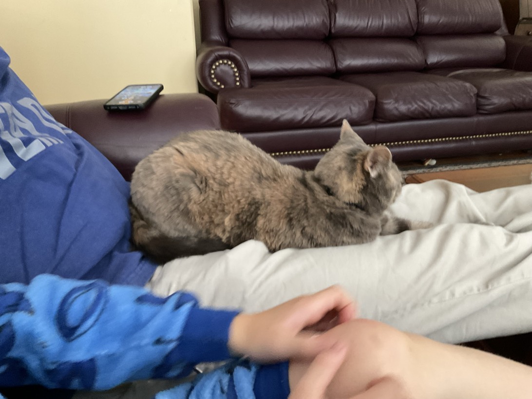 Millie, a cat found on Chonk Finder
