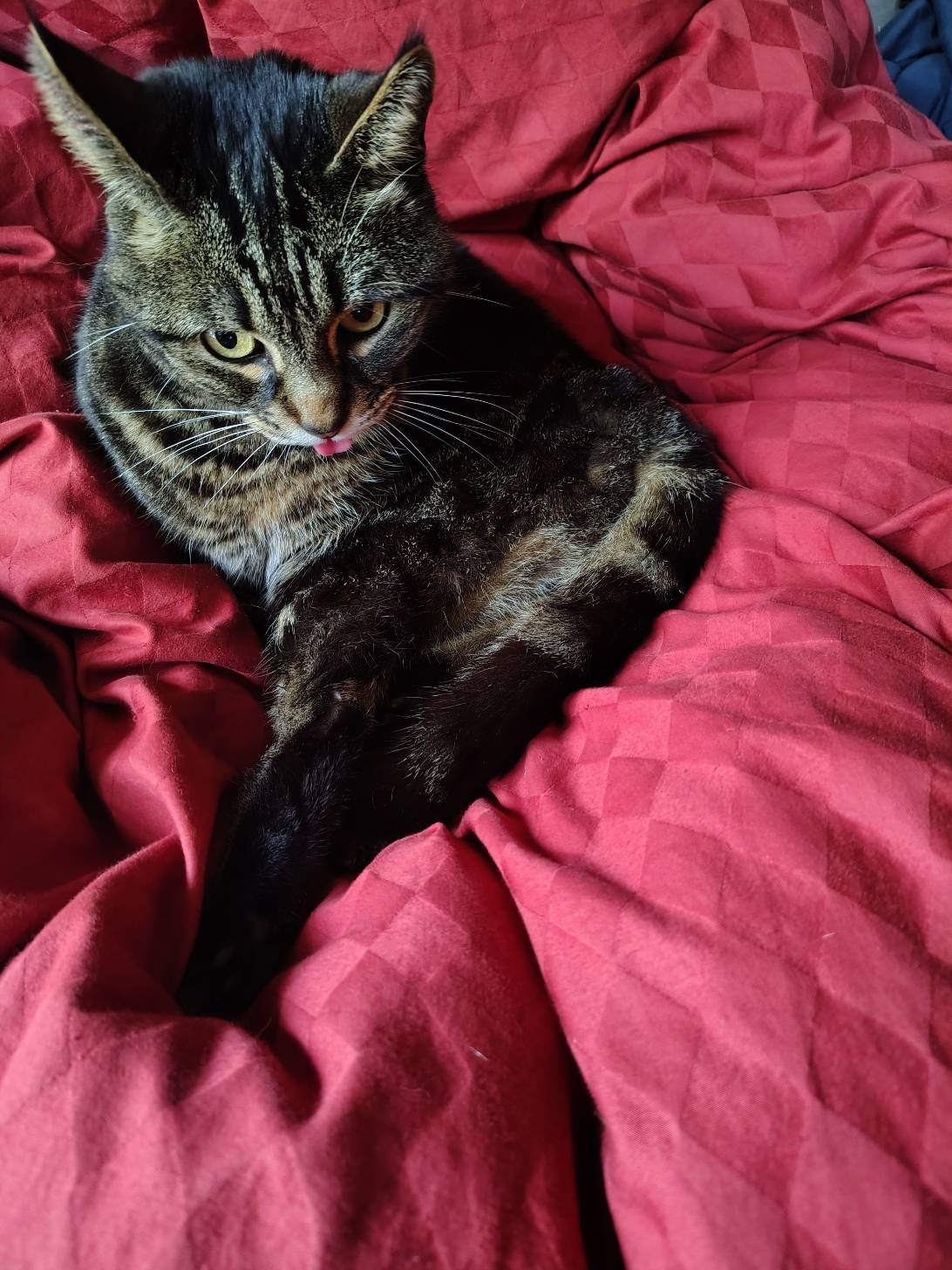 Sif, a cat found on Chonk Finder