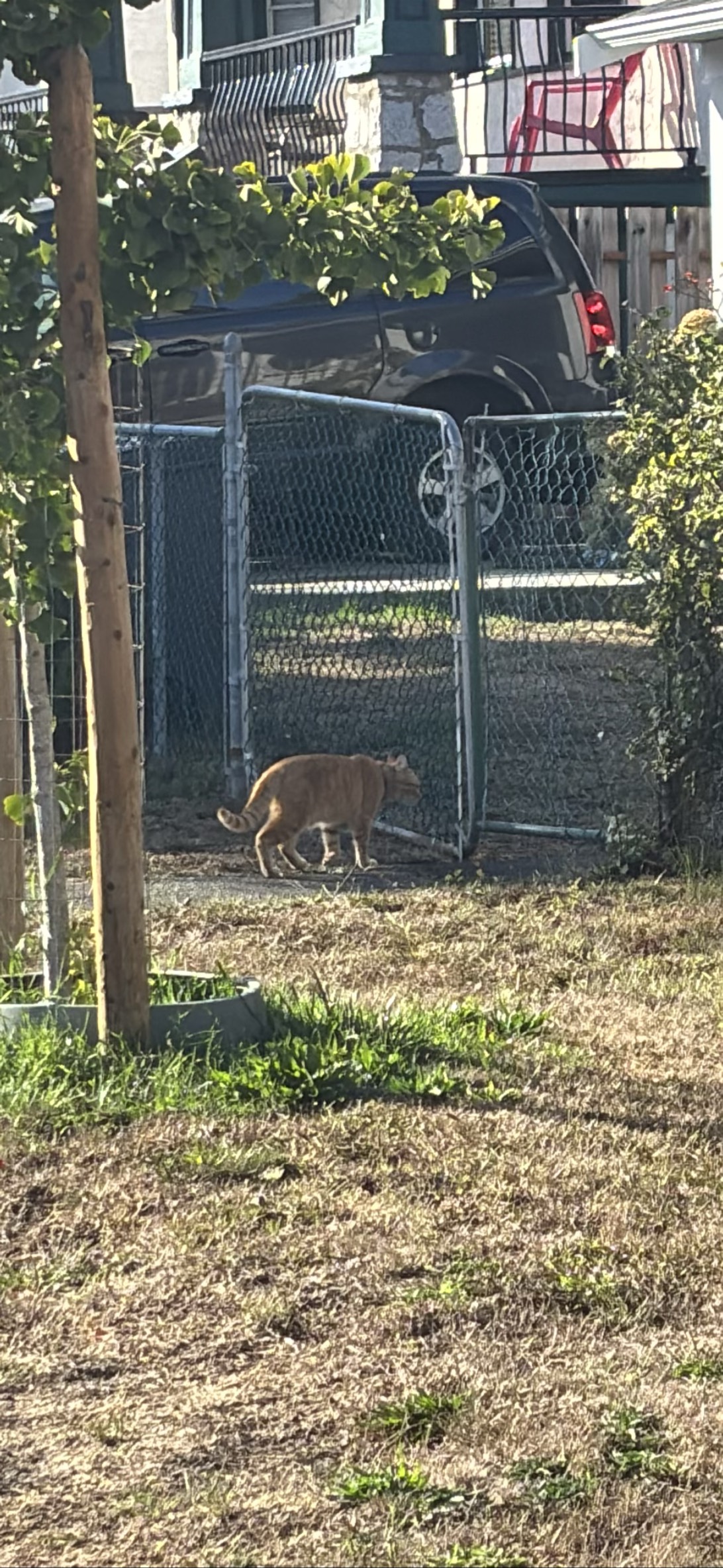 Oscar, a cat found on Chonk Finder